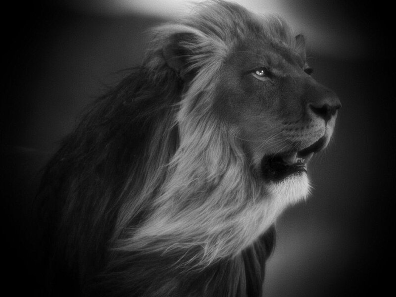 Male Lion in Profile — Black