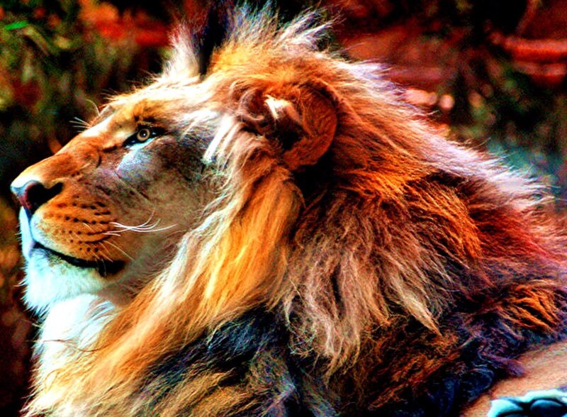 Male Lion in Profile — Brown, Alert