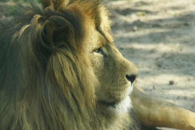 Male Lion in Profile — Brown, Calm, Afternoon, Photograph