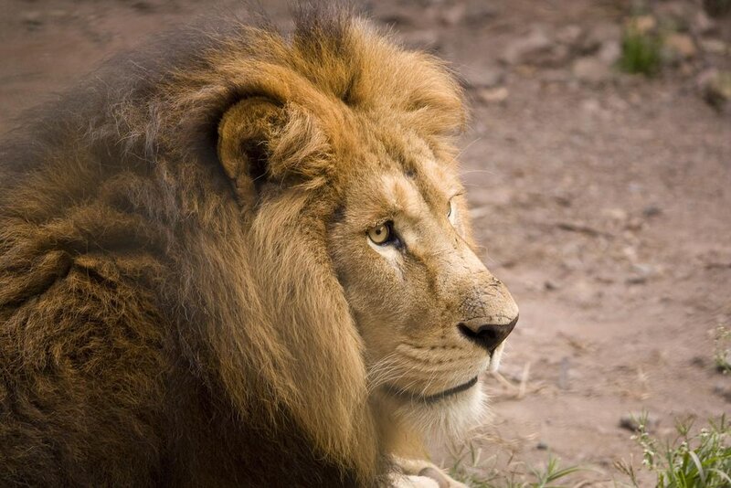 Male Lion in Profile — Brown, Calm, Photograph, Dirt Ground