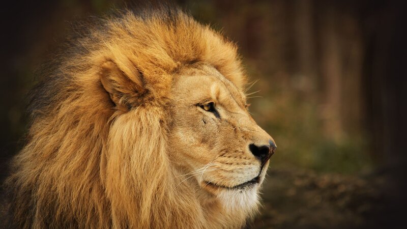 Male Lion in Profile — Brown, Calm, Photograph, Forest, Gold