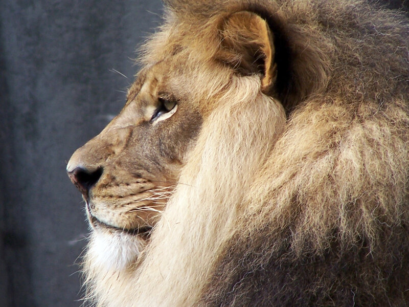 Male Lion in Profile — Brown, Calm, Photograph, Mane, Tan