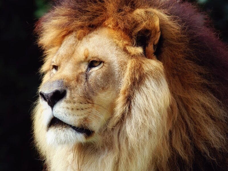 Male Lion in Profile — Brown, Calm, Photograph, Mane