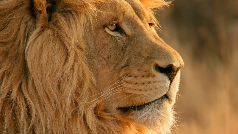 Male Lion in Profile — Brown, Calm, Sunset, Photograph, Mane, Sunlight