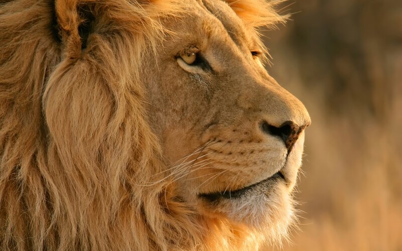 Male Lion in Profile — Brown, Calm, Sunset, Photograph