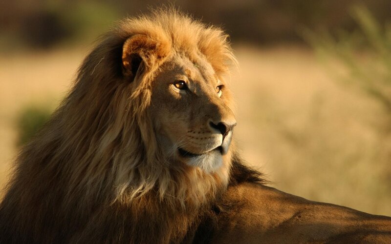 Male Lion in Profile — Brown, Calm, Sunset