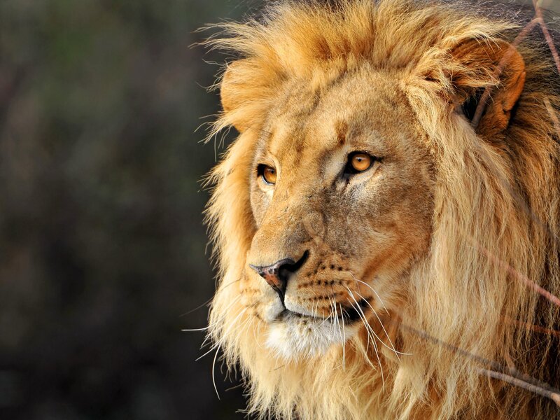 Male Lion in Profile — Brown, Calm
