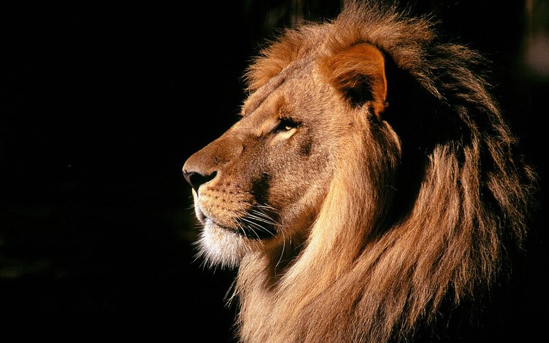 Male Lion in Profile — Brown, Dark Background