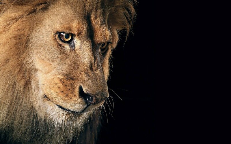 Male Lion in Profile — Brown, Dramatic, Photograph, Black Background