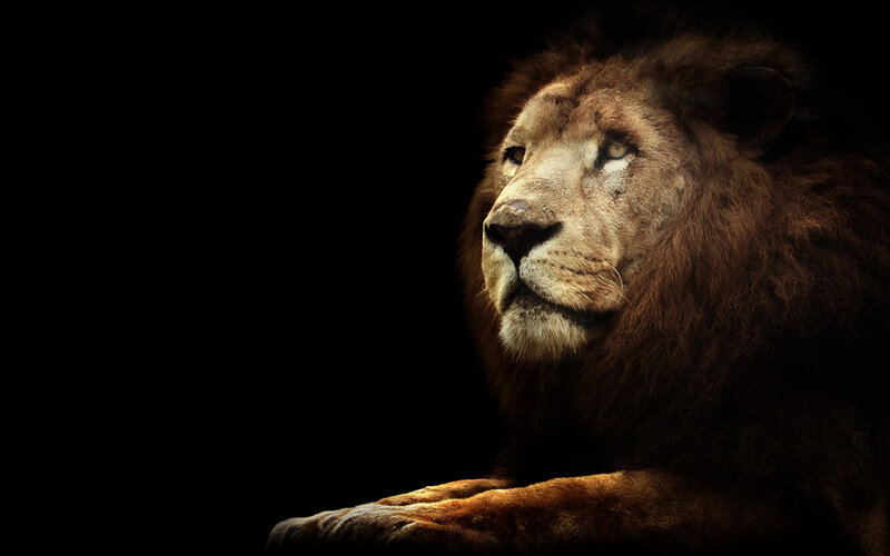 Male Lion in Profile — Brown, Dramatic, Photograph, Dark Background