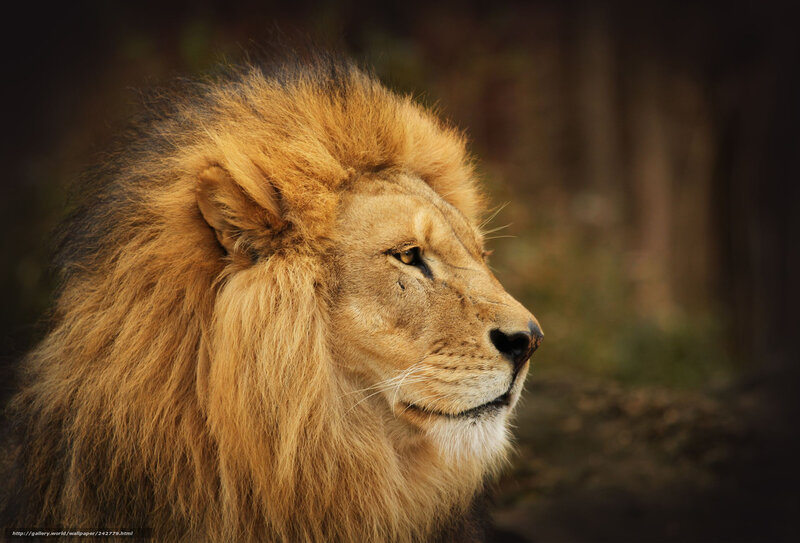 Male Lion in Profile — Brown, Dramatic, Photograph, Forest