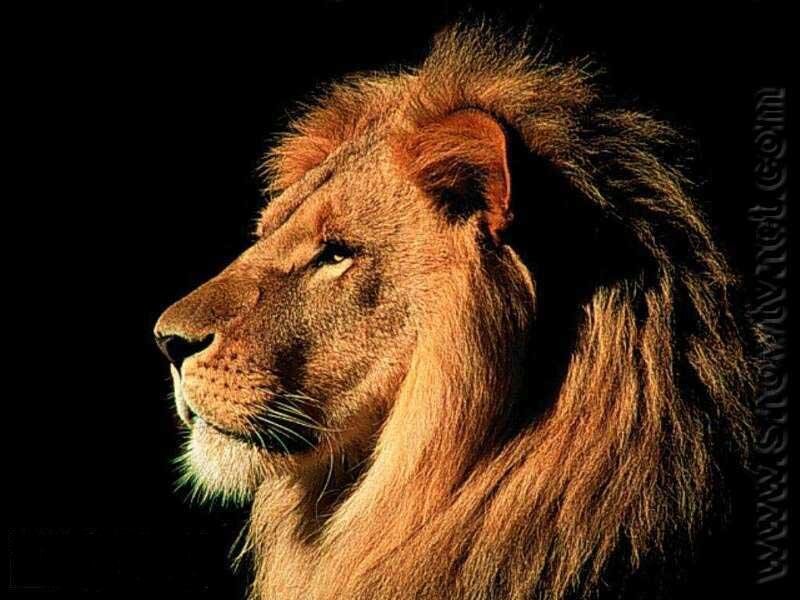Male Lion in Profile — Brown, Dramatic, Photograph, Mane, Dark Background