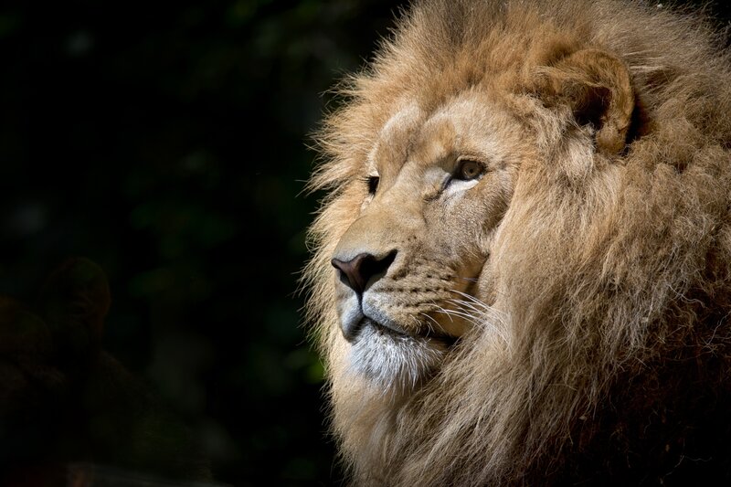 Male Lion in Profile — Brown, Dramatic, Photograph, Mane, Forest