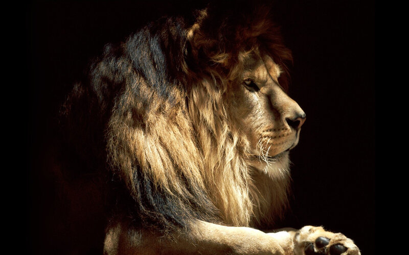 Male Lion in Profile — Brown, Dramatic, Photograph