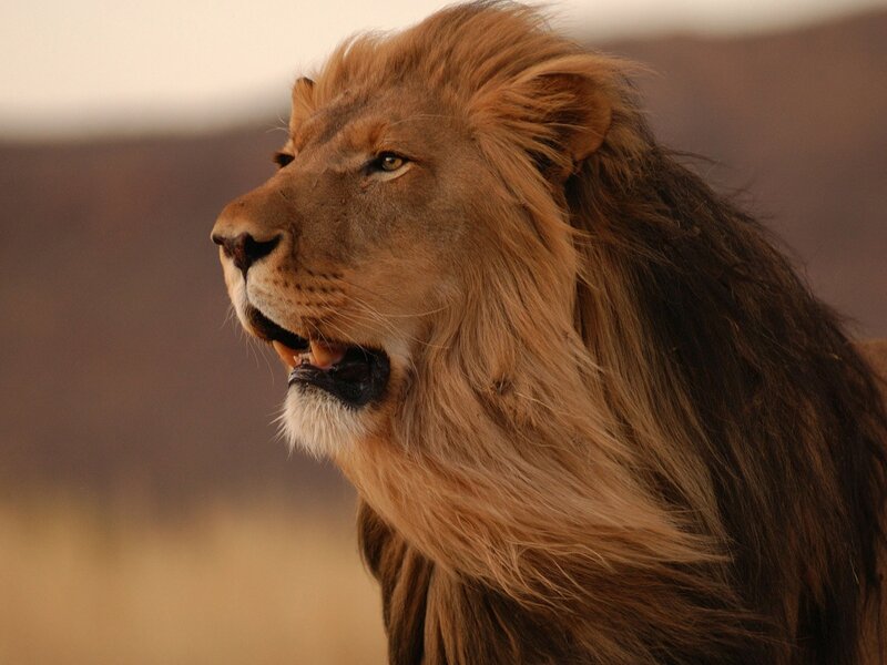 Male Lion in Profile — Brown, Dramatic, Sunset, Photograph, Grassland, Sky