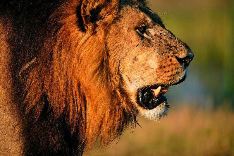 Male Lion in Profile — Brown, Dramatic, Sunset, Photograph, Grassland, Sunlight