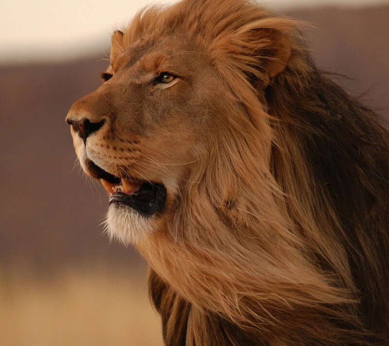 Male Lion in Profile — Brown, Dramatic, Sunset, Photograph, Mane, Open Mouth
