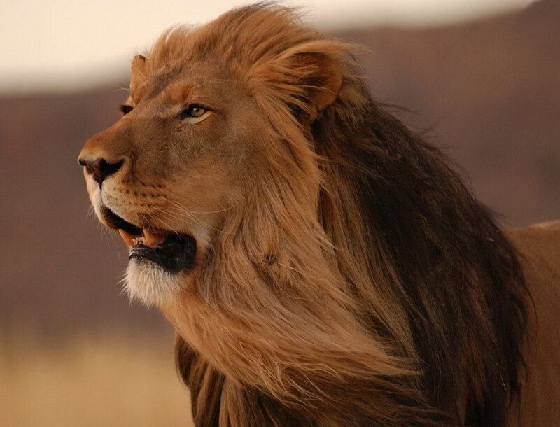 Male Lion in Profile — Brown, Dramatic, Sunset, Photograph, Mane, Outdoor