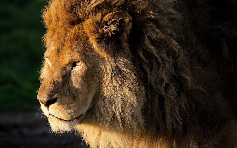Male Lion in Profile — Brown, Dramatic, Sunset, Photograph, Mane
