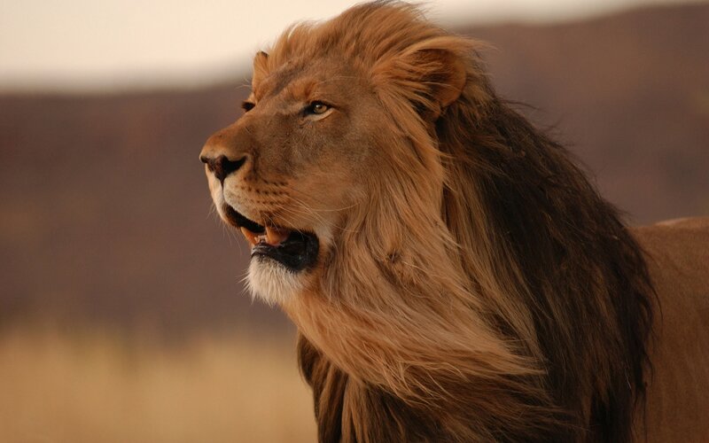 Male Lion in Profile — Brown, Dramatic, Sunset, Photograph, Savanna, Sky