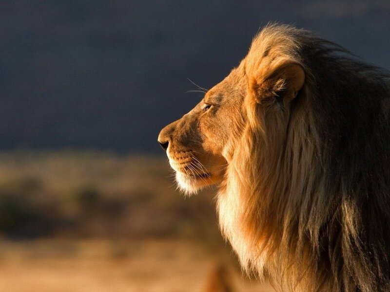 Male Lion in Profile — Brown, Dramatic, Sunset, Photograph, Savanna