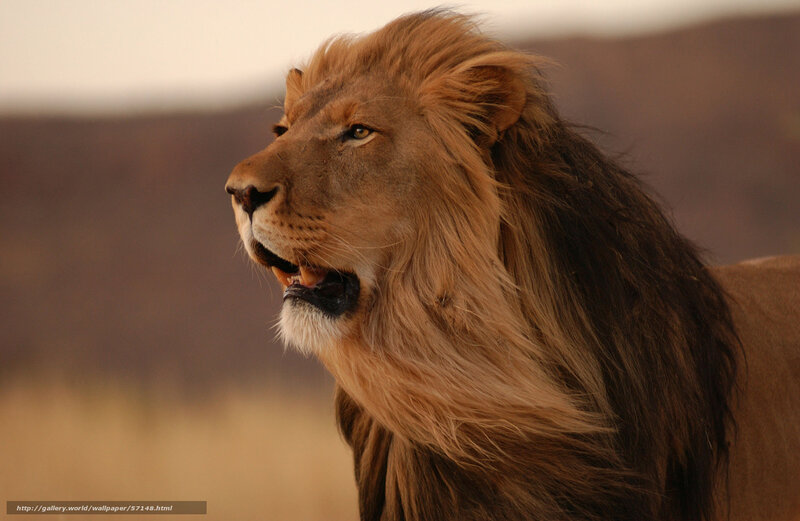 Male Lion in Profile — Brown, Dramatic, Sunset