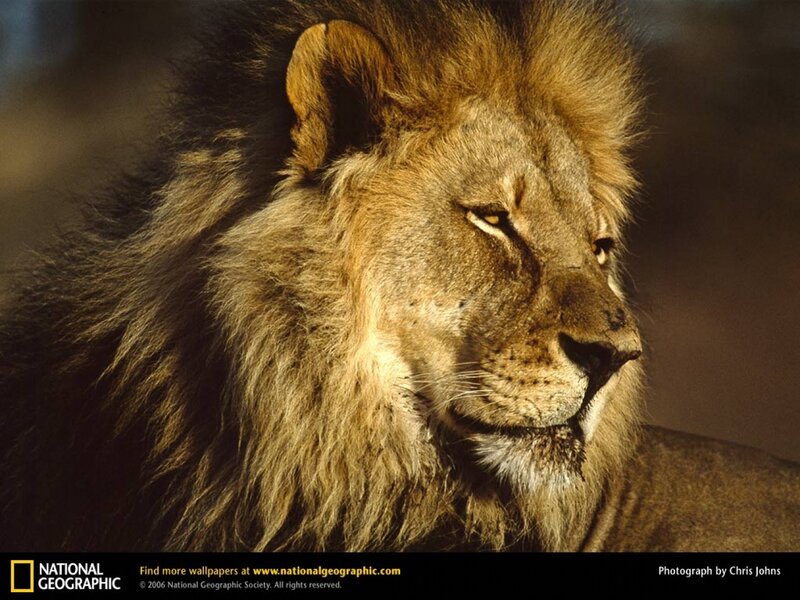 Male Lion in Profile — Brown, Dramatic