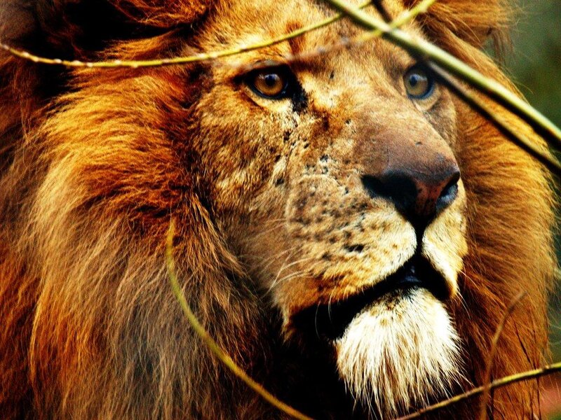 Male Lion in Profile — Brown, Intense