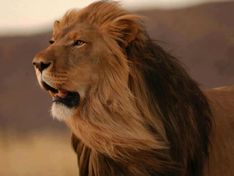 Male Lion in Profile — Brown, Natural
