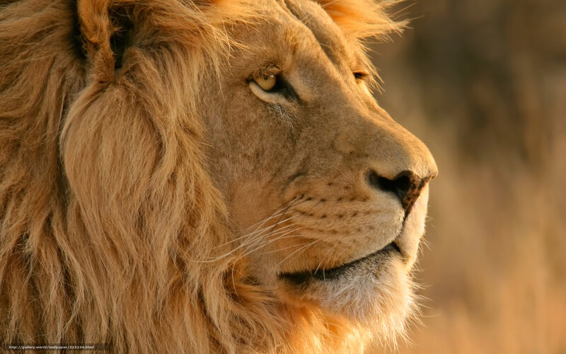 Male Lion in Profile — Brown, Serene, Sunset, Photograph, Mane, Sunlight