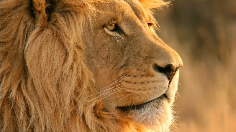 Male Lion in Profile — Brown, Serene, Sunset, Photograph, Mane