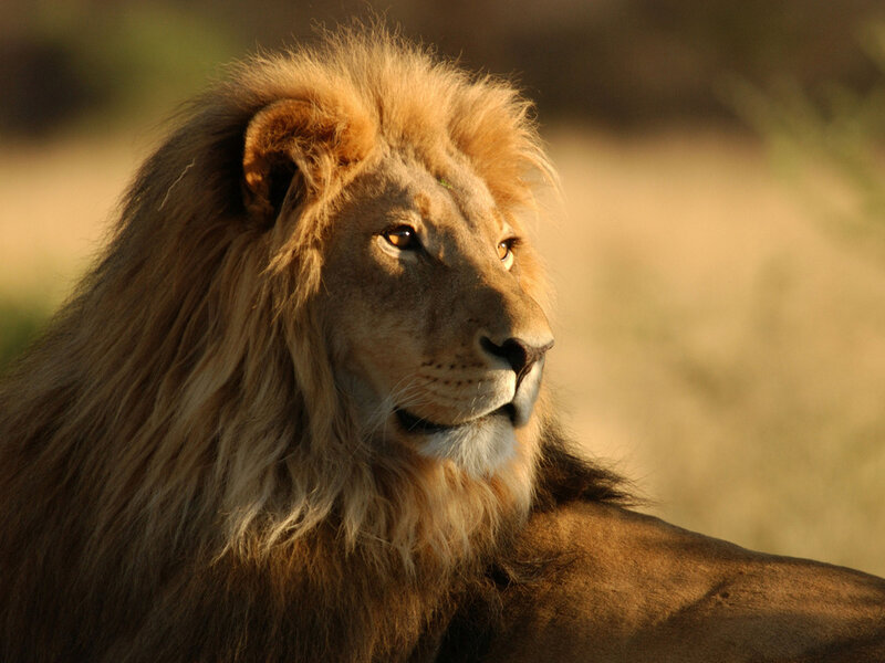 Male Lion in Profile — Brown, Serene, Sunset