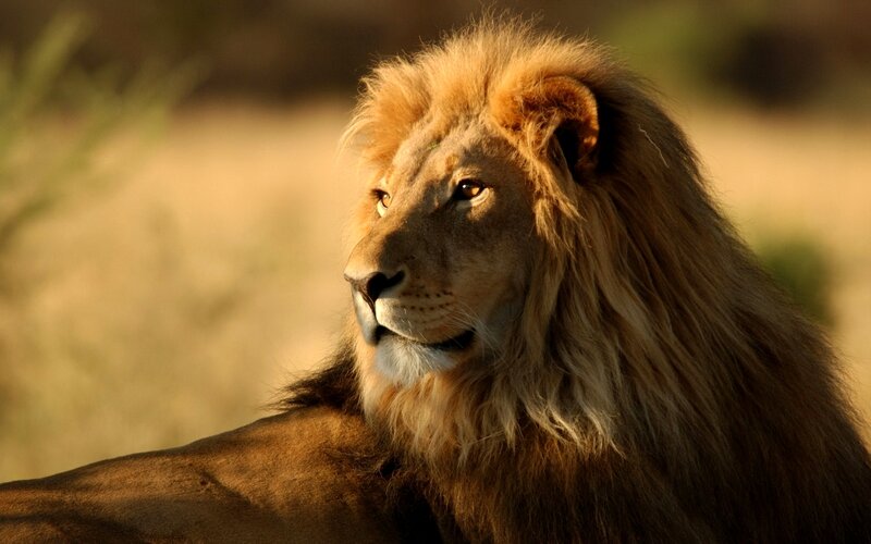 Male Lion in Profile — Brown, Serene