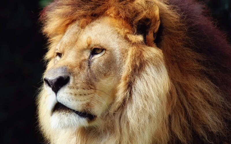 Male Lion in Profile — Brown, Serious, Photograph, Mane, Face