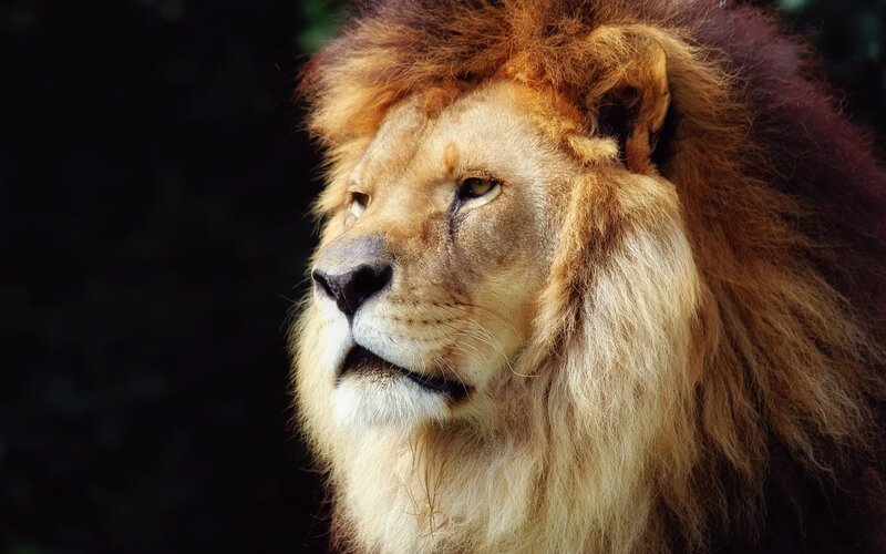 Male Lion in Profile — Brown, Serious, Photograph, Mane, Tan