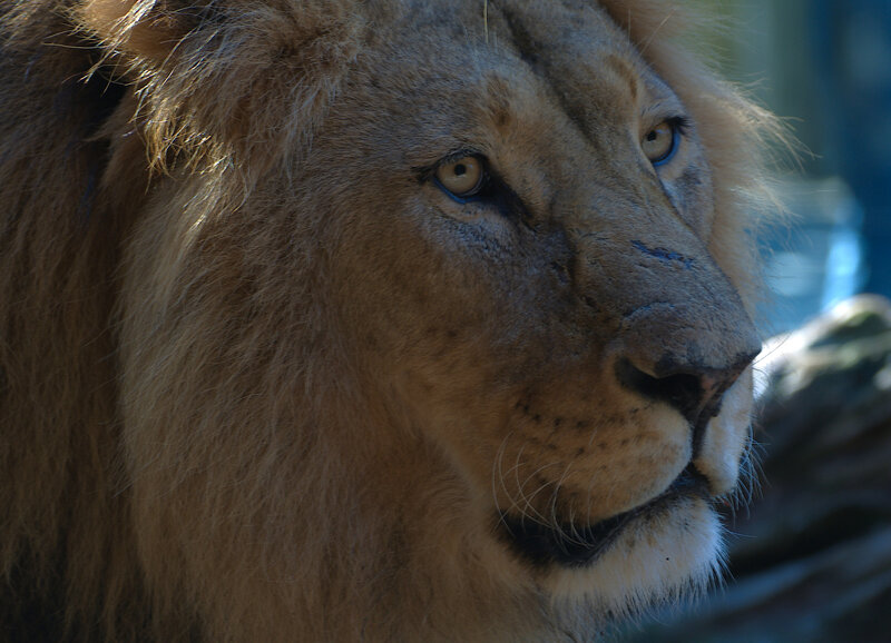 Male Lion in Profile — Brown, Serious, Photograph, Mane
