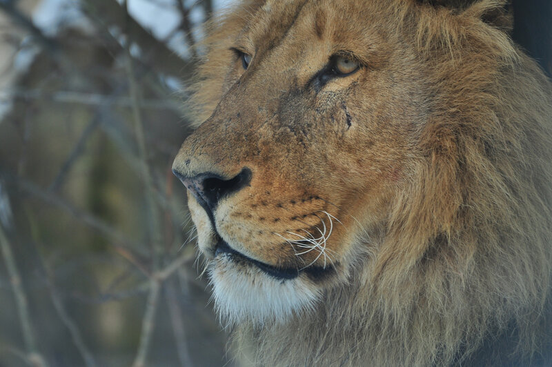 Male Lion in Profile — Brown, Serious