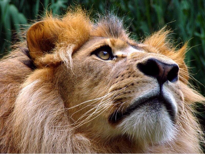 Male Lion in Profile — Brown