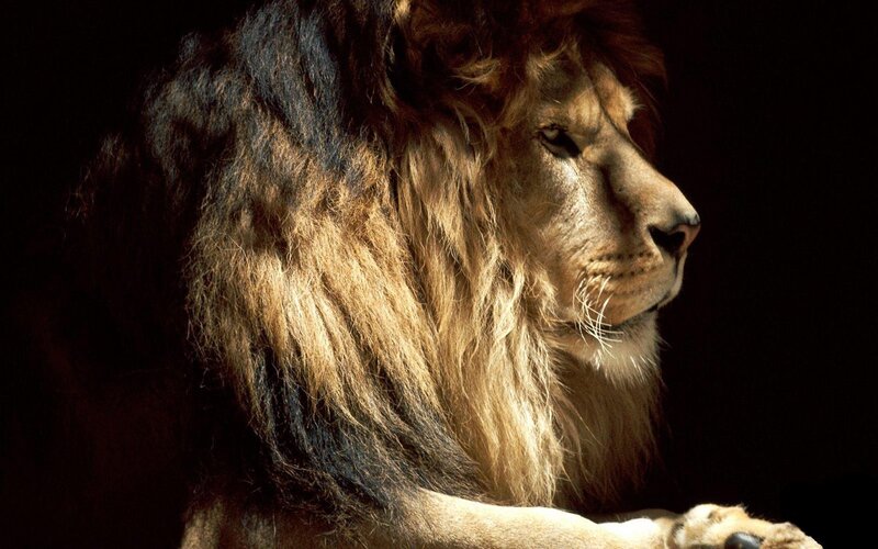 Male Lion in Profile — Dramatic, Dark Background