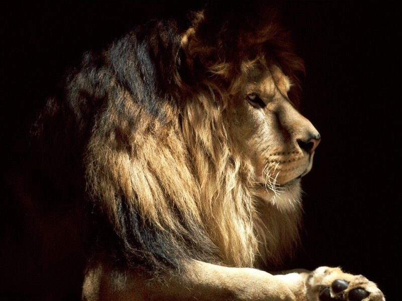 Male Lion in Profile — Dramatic, Mane