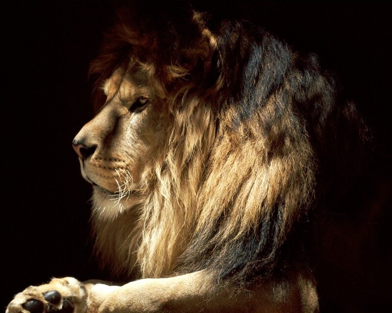 Male Lion in Profile — Dramatic, Photograph