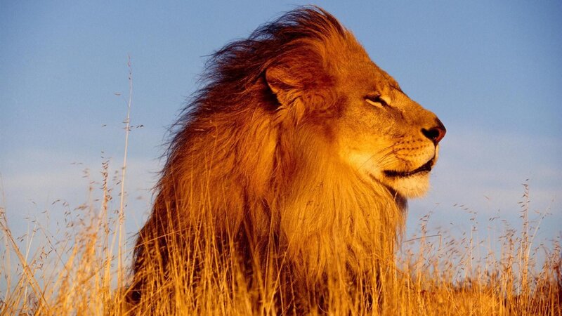 Male Lion in Profile — Gold, Serene, Sunset