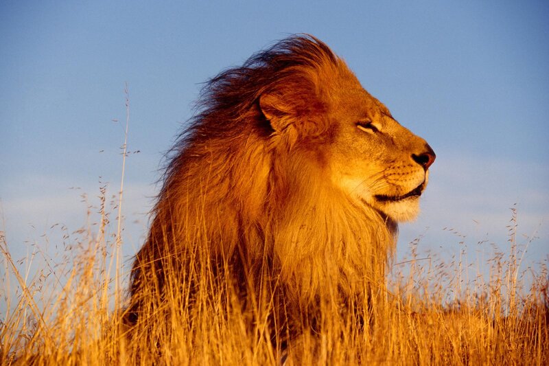 Male Lion in Profile — Gold