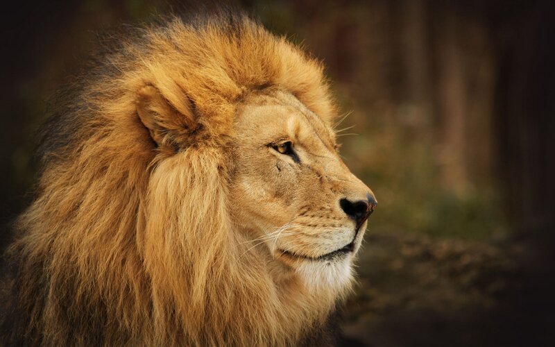 Male Lion in Profile — Serene