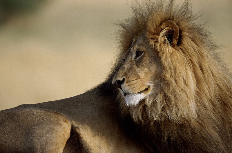 Male Lion in Profile