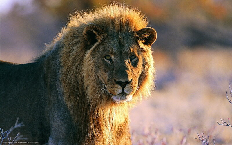 Male Lion in Savanna — Brown
