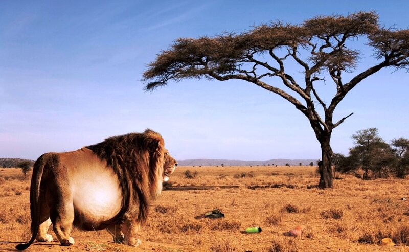 Male Lion in Savanna