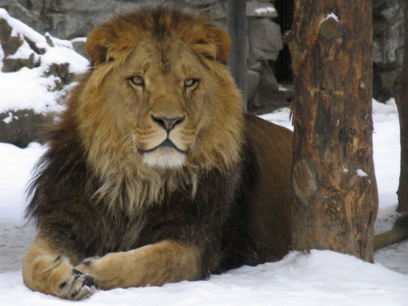 Male Lion in Snow — Brown, Calm
