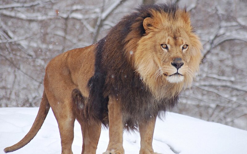Male Lion in Snow — Brown, Cold