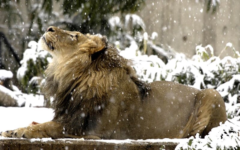 Male Lion in Snow — Brown